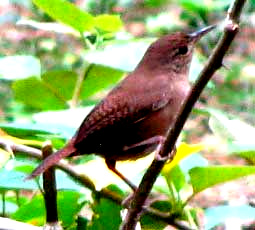 Southern House Wren, TROGLODYTES AEDON