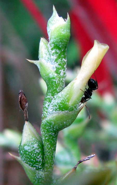 AECHMEA BRACTEATA, flower