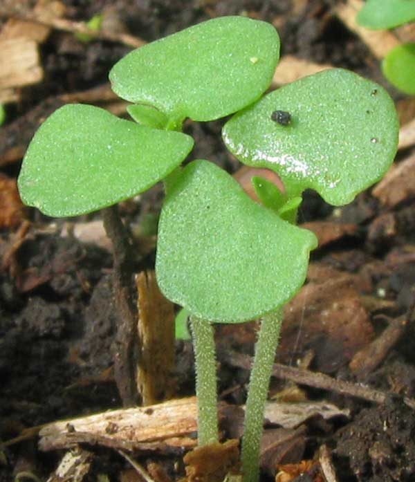 BASIL SEEDLINGS