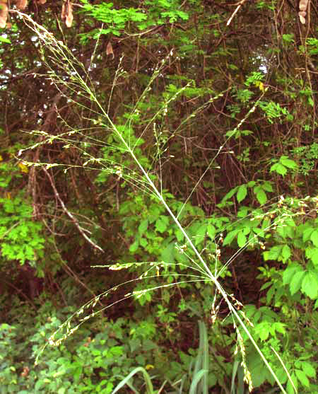 Guinea Grass, PANICUM MAXIMUM, paniculate flower head