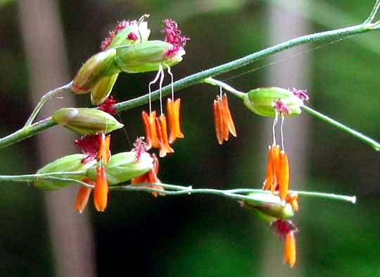 Guinea Grass, PANICUM MAXIMUM, spikelets