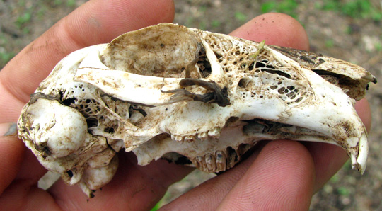 rabbit skull