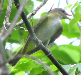 Yellow-green Vireo, VIREO FLAVOVIRIDIS