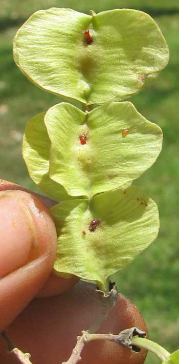 winged fruit of Jabin, Jabim, Fish-poison Tree or Jamaican Dogwood -- PISCIDIA PISCIPULA