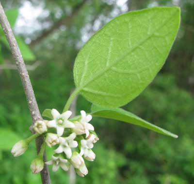 MARSDENIA COULTERI, flowers & leaves