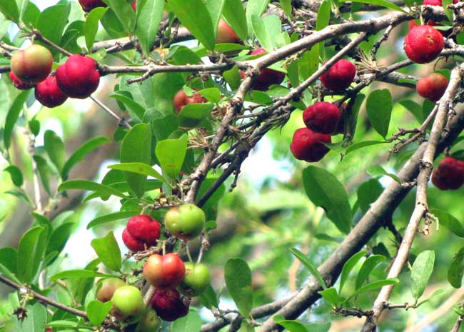 Barbados-Cherry or Wild Crape Myrtle, MALPIGHIA GLABRA, fruits