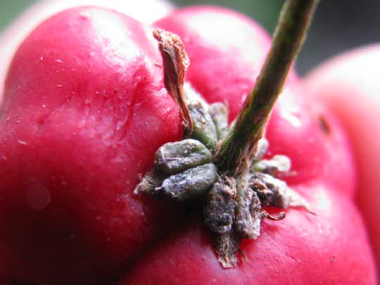 Barbados-Cherry or Wild Crape Myrtle, MALPIGHIA GLABRA, fruit and glands