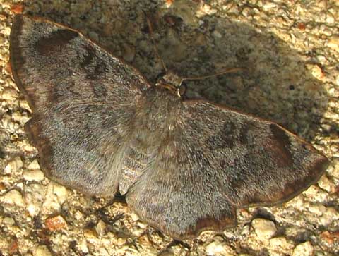 Common Spurwing, ANTIGONUS EROSUS