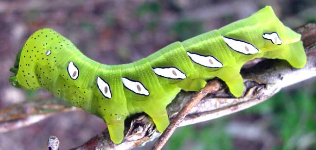 Satellite Sphinx caterpillar, EUMORPHA SATELLITIA, green