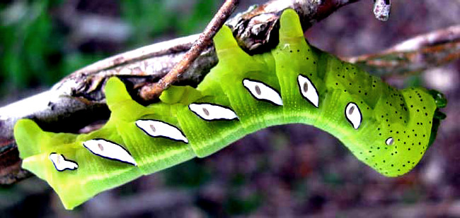 Satellite Sphinx caterpillar, EUMORPHA SATELLITIA, green