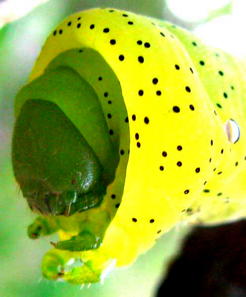 Satellite Sphinx caterpillar, EUMORPHA SATELLITIA, head showing antenna