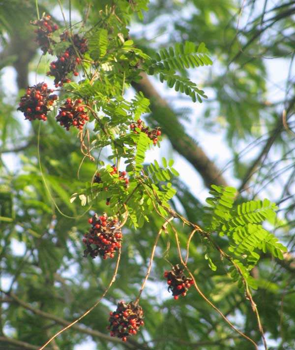 Beadvine or Rosary Pea, ABRUS PRECATORIUS