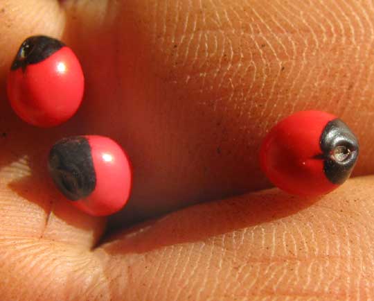 Beadvine or Rosary Pea, ABRUS PRECATORIUS