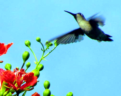 Canivet's Emerald, CHLOROSTILBON CANIVETII, female or immature