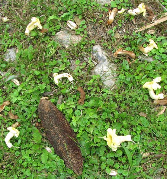 Monkey-Comb, PITHECOCTENIUM CRUCIGERUM, flowers and fruit on ground