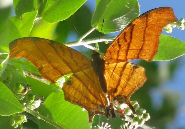 Ruddy Daggerwing, MARPESIA PETREUS