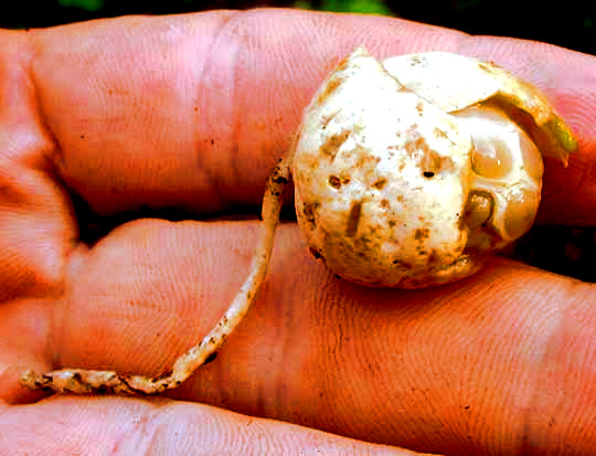 Clathrus crispus, 'egg'