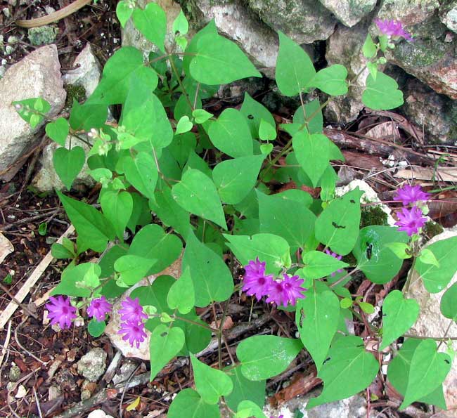 MIRABILIS VIOLACEA