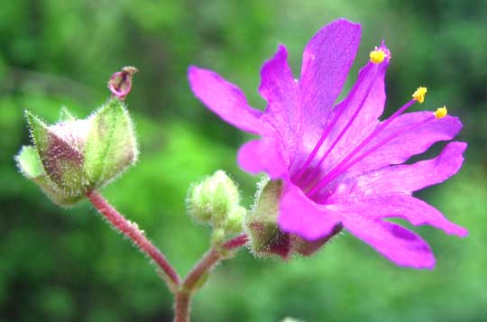 MIRABILIS VIOLACEA, flower