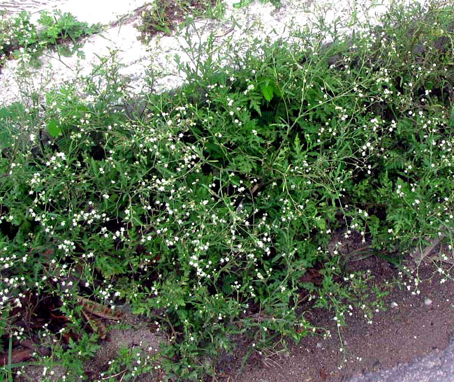 Feverfew, PARTHENIUM HYSTEROPHORUS