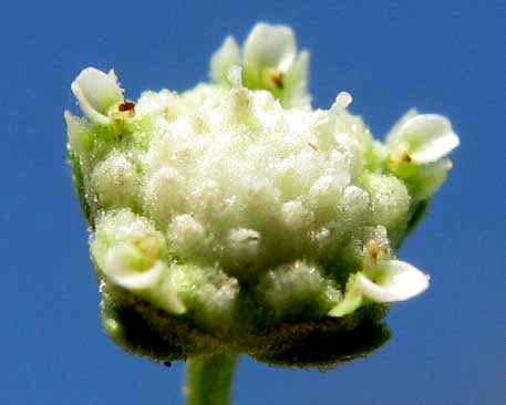 Feverfew, PARTHENIUM HYSTEROPHORUS, flower head