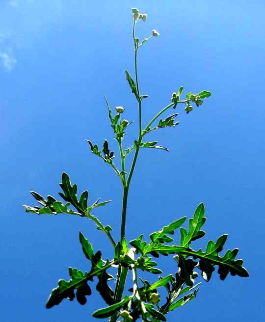 Feverfew, PARTHENIUM HYSTEROPHORUS, leaves