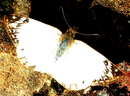 Laviana White-Skipper, HELIOPETES LAVIANA