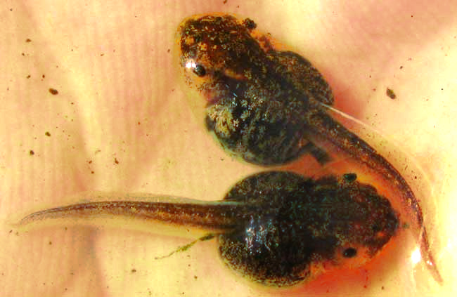 tadpoles