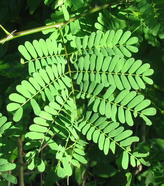 ACACIA GAUMERI, leaf