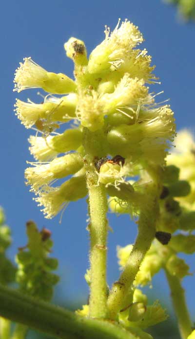 ACACIA GAUMERI, flower spike
