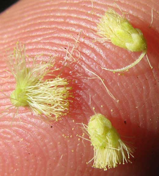 ACACIA GAUMERI, flowers