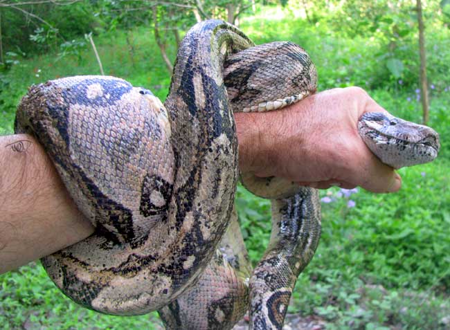 Boa Constrictor, BOA CONSTRICTOR