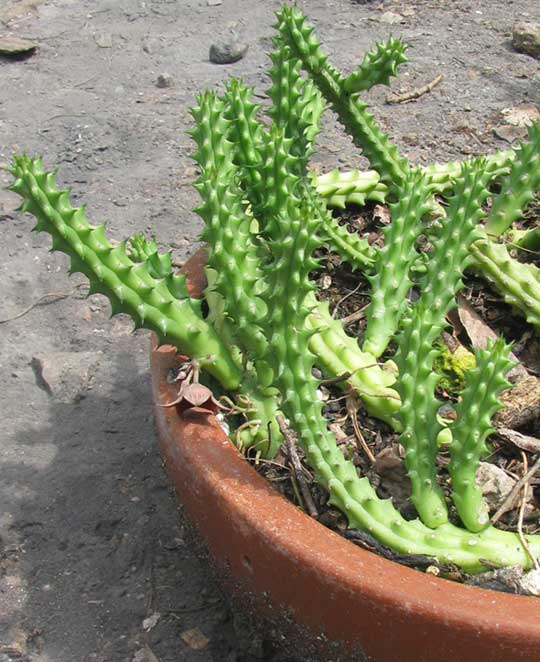 Red Dragon Flower, HUERNIA SCHNEIDERANA