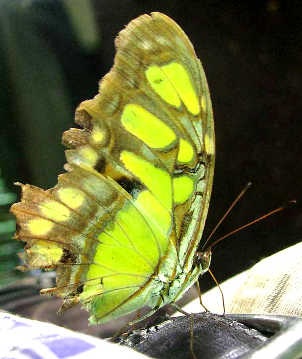 Malachite, SIPROETA STELENES