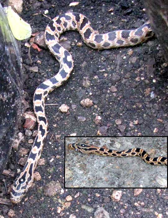 Common Tropical Ratsnake, SENTICOLLIS TRIASPIS