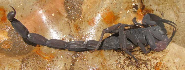 CENTRUROIDES GRACILIS -- Slender Brown Scorpion, Florida Bark Scorpion