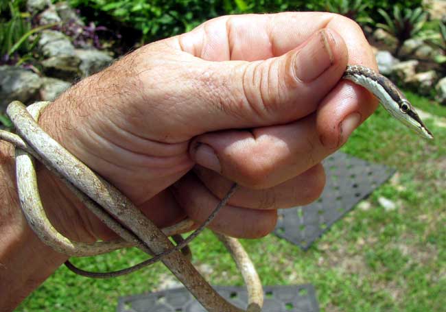 Brown Vine Snake, OXYBELIS AENEUS