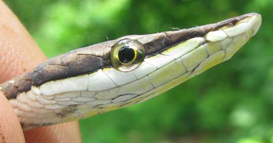 Brown Vine Snake, OXYBELIS AENEUS, head