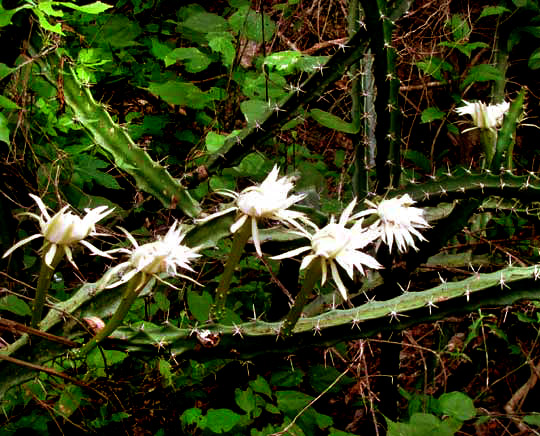 Night-blooming Cereus, ACANTHOCEREUS TETRAGONUS, flowers