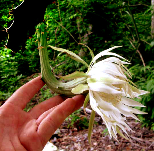 Night-blooming Cereus, ACANTHOCEREUS TETRAGONUS, flower