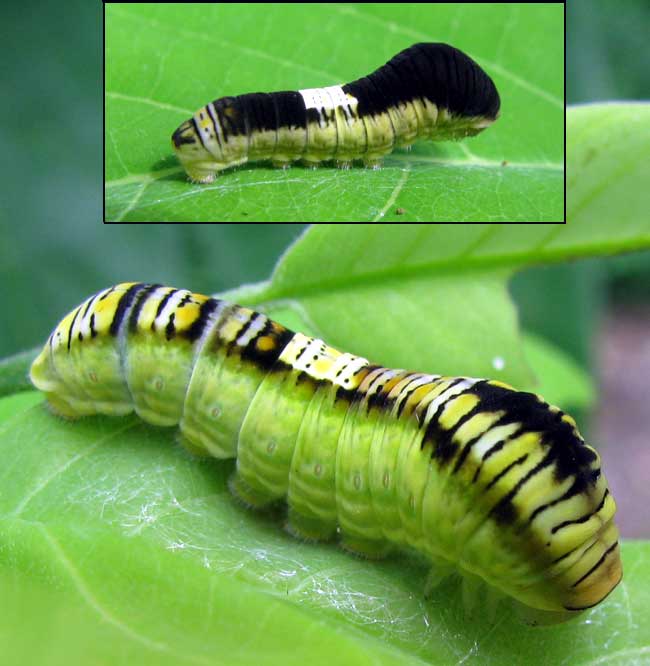 Caterpillar probably of Dark Kite Swallowtail