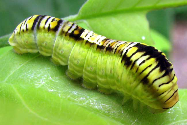 Caterpillar probably of Dark Kite Swallowtail