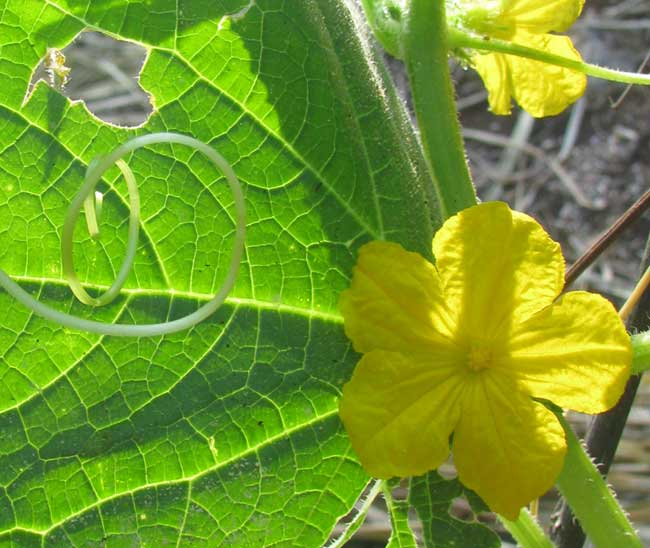 Cucumber, CUCUMIS SATIVUS, flower