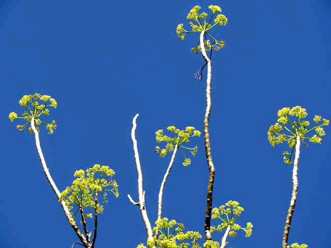 Helicopter Tree, GYROCARPUS JATROPHIFOLIUS