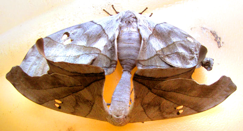 mating Dead-leaf Moths, DYSDAEMONIA BOREAS