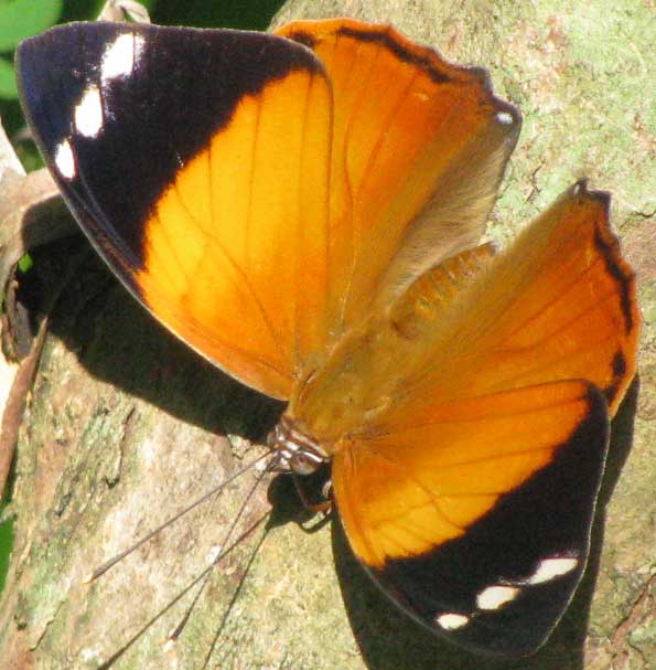 Blomfild's Beauty, SMYRNA BLOMFILDIA, male