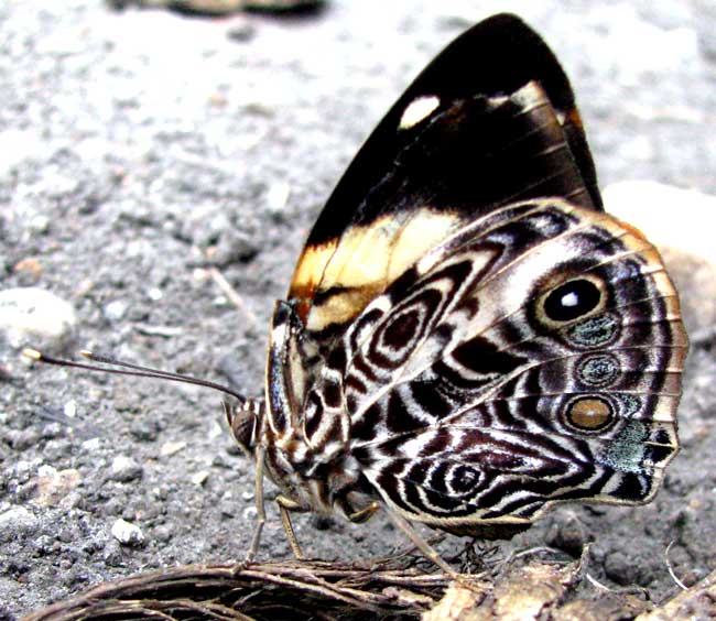 Blomfild's Beauty, SMYRNA BLOMFILDIA, side view, male