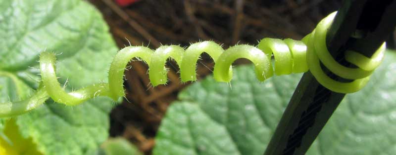 cucumber tendril