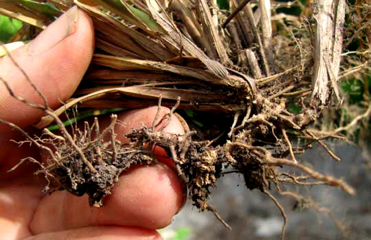 Perennial Foxtail-grass, SETARIA PARVIFLORA