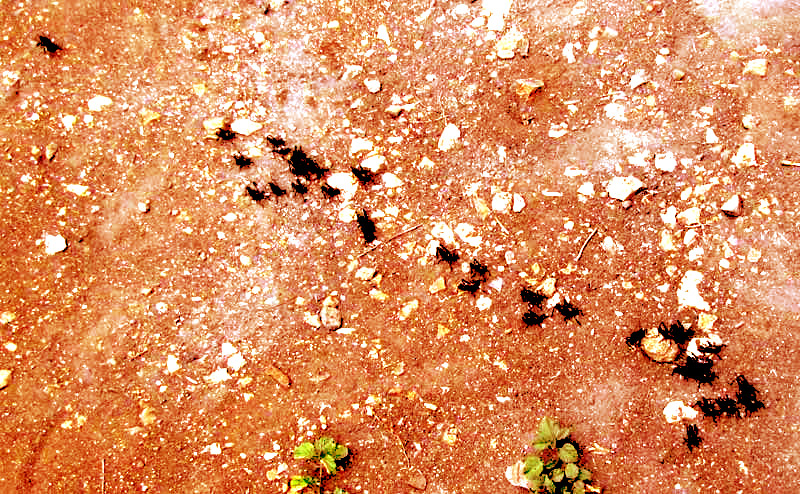 migrating locust nymphs in Yucatan, Mexico